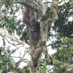 Kehidupan di Tengah Konflik: Upaya Menyelamatkan Orang Utan dari Kawasan Pertambangan Batu…