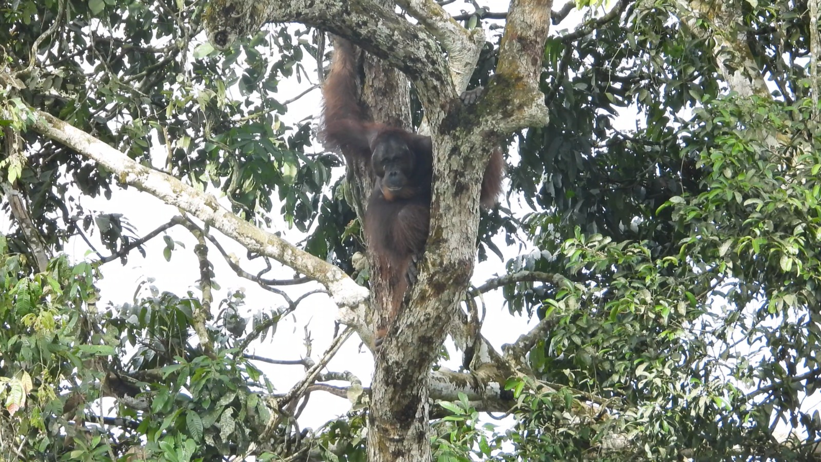 Kehidupan di Tengah Konflik: Upaya Menyelamatkan Orang Utan dari Kawasan Pertambangan Batu Bara