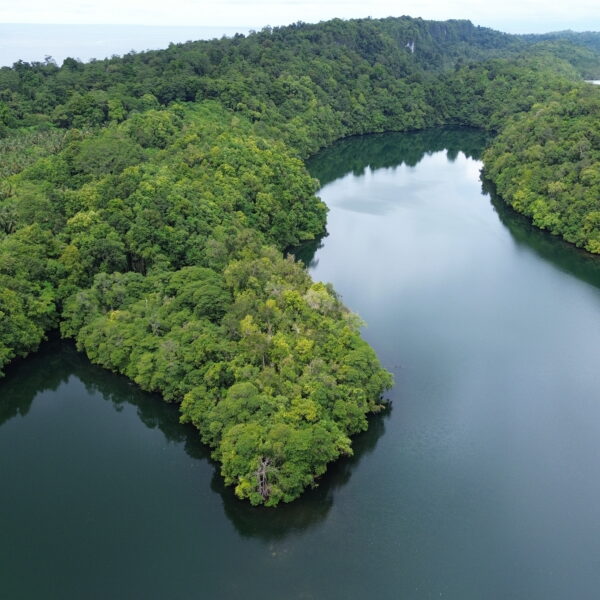 Menjelajahi Danau Haji Buang, Petualangan Mencari Ubur-Ubur Tak Menyengat di Jantung Maratua