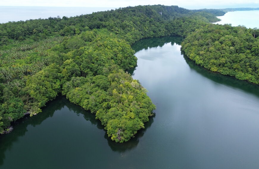 Menjelajahi Danau Haji Buang, Petualangan Mencari Ubur-Ubur Tak Menyengat di Jantung Maratua