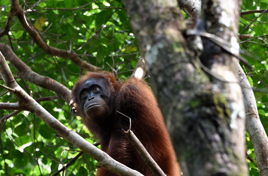 Di Balik Lambatnya Populasi Orangutan: Ada ‘Etika Kawin’ yang Tak Tertulis