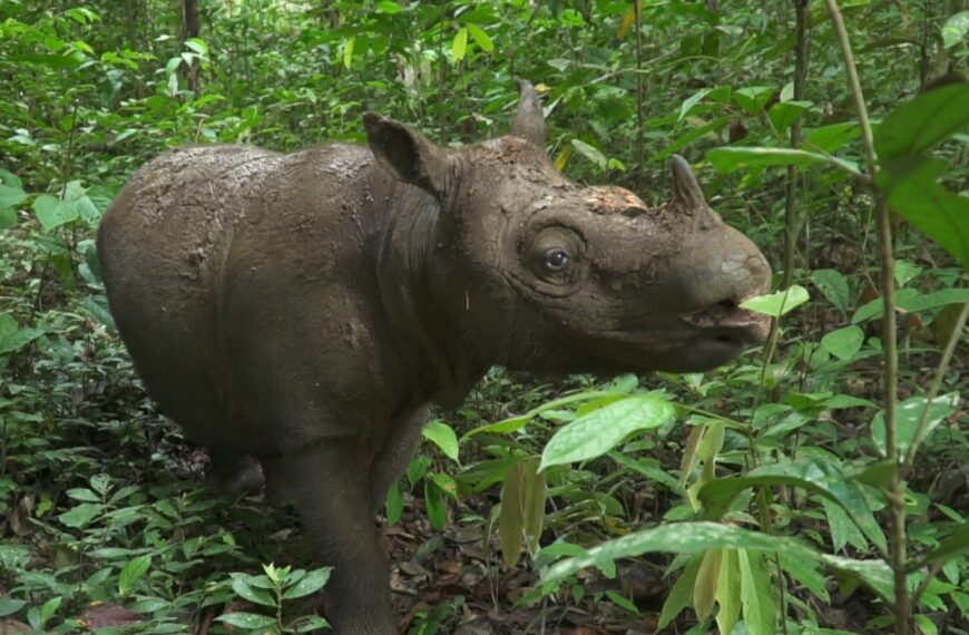 Upaya Penyelamatan Badak Kalimantan: Dari Najaq, Pahu, hingga Harapan pada Pari