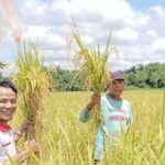 Pemdes Segihan dan BUMDes Rukun Sejahtera Genjot Produksi Padi