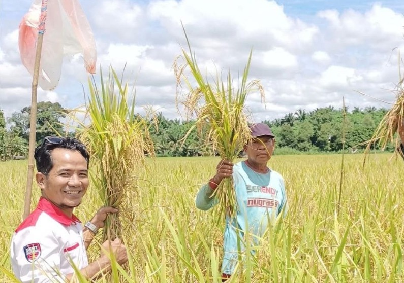 Pemdes Segihan dan BUMDes Rukun Sejahtera Genjot Produksi Padi