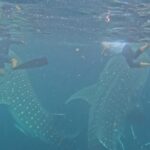 Ketika Lumba-lumba Tanpa Sirip Disangka Pesut: Viral, Salah Kaprah, dan Alarm Konservasi