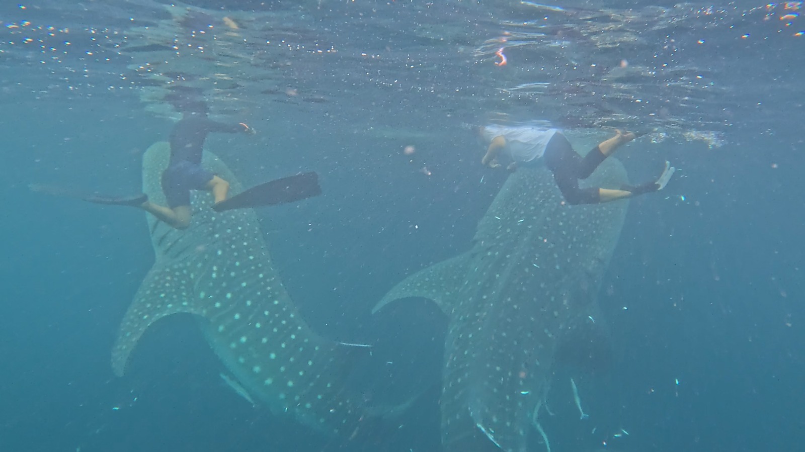 Ketika Lumba-lumba Tanpa Sirip Disangka Pesut: Viral, Salah Kaprah, dan Alarm Konservasi