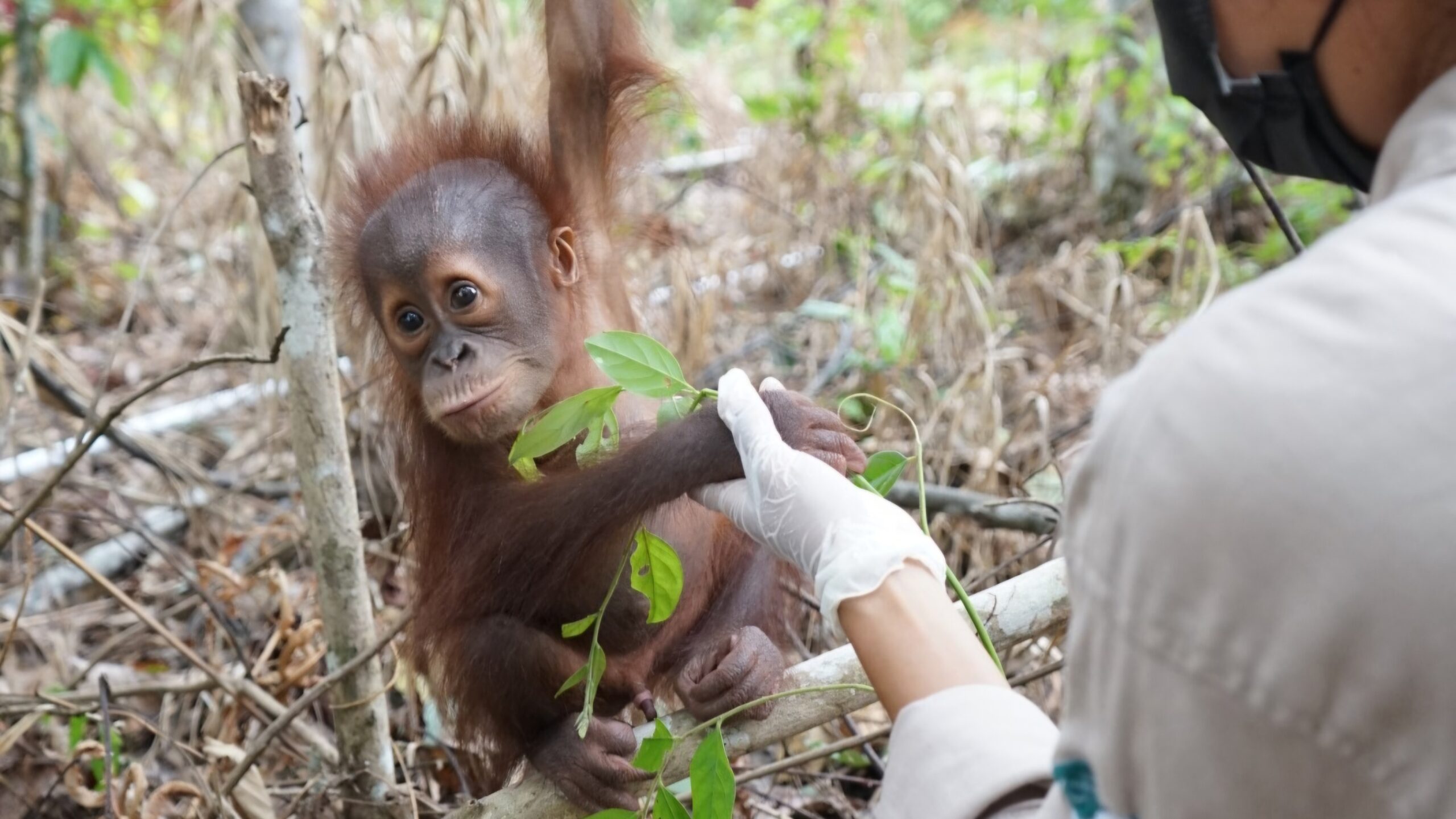 Kisah Jack, Bayi Orang Utan yang Ditemukan di Kebun Sawit dengan Luka&hellip;