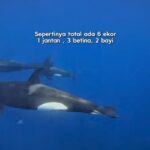 Di Balik Munculnya Paus Orca di Maratua: Jejak Migrasi dan Alarm bagi Perairan Kalimantan Timur