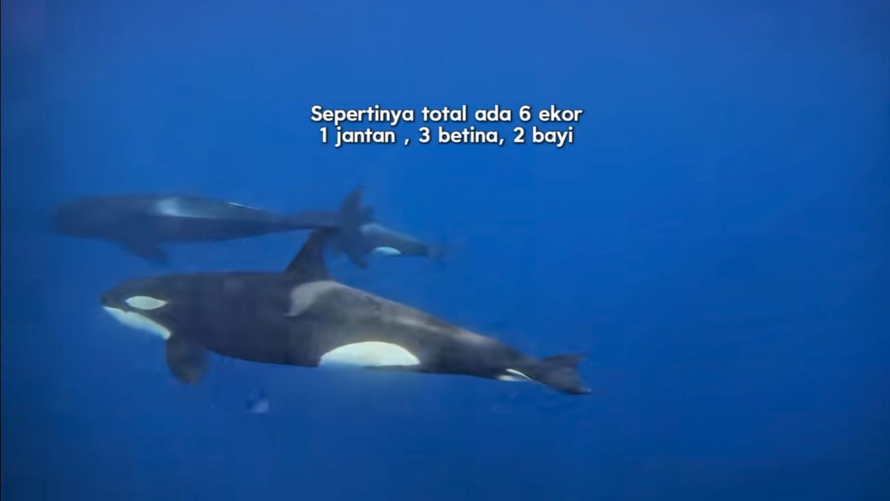 Di Balik Munculnya Paus Orca di Maratua: Jejak Migrasi dan Alarm bagi&hellip;