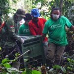 Kejadian Langka di Alam Liar: Sepasang Bayi Kembar Orangutan Lahir di Tengah Hutan yang Sempit