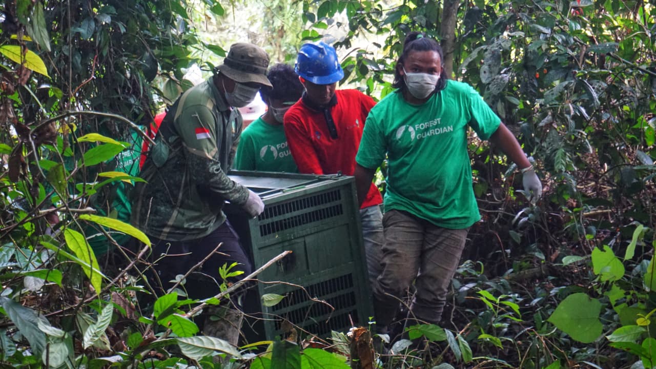 Kejadian Langka di Alam Liar: Sepasang Bayi Kembar Orangutan Lahir di Tengah&hellip;