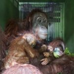 Habitat Terfragmentasi, Orangutan di Bengalon Terpaksa Turun ke Tanah