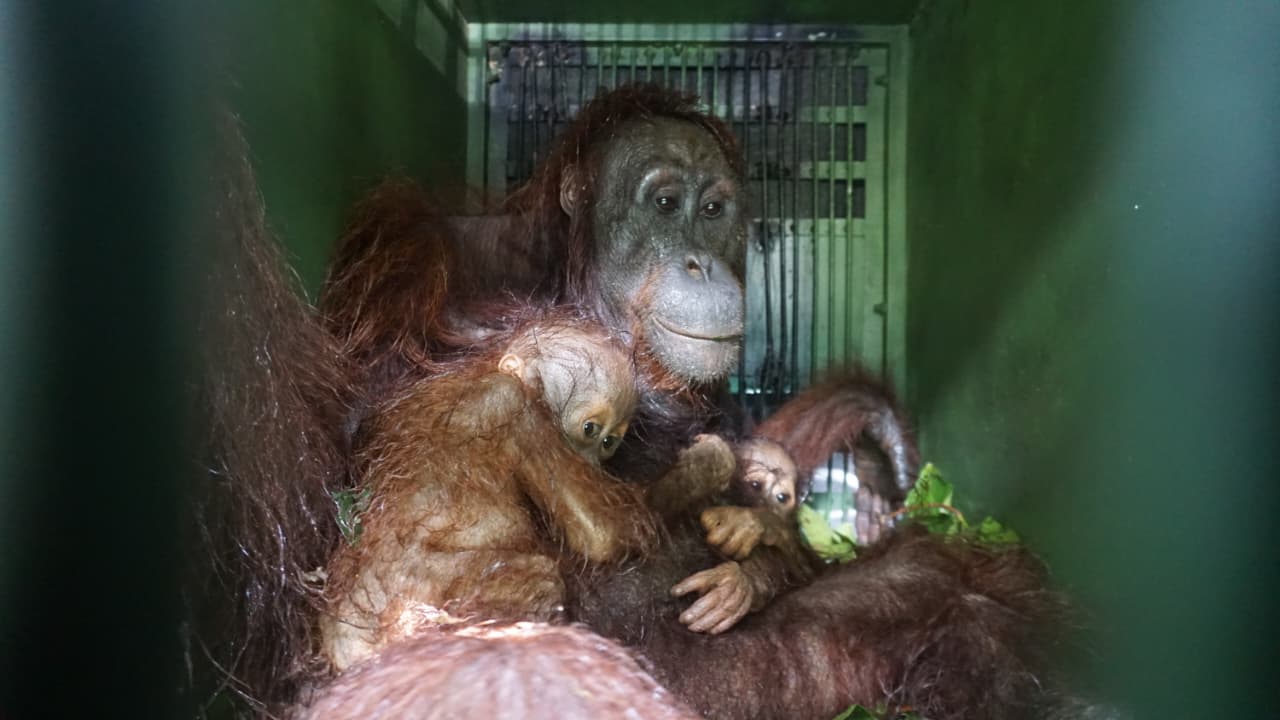 Habitat Terfragmentasi, Orangutan di Bengalon Terpaksa Turun ke Tanah