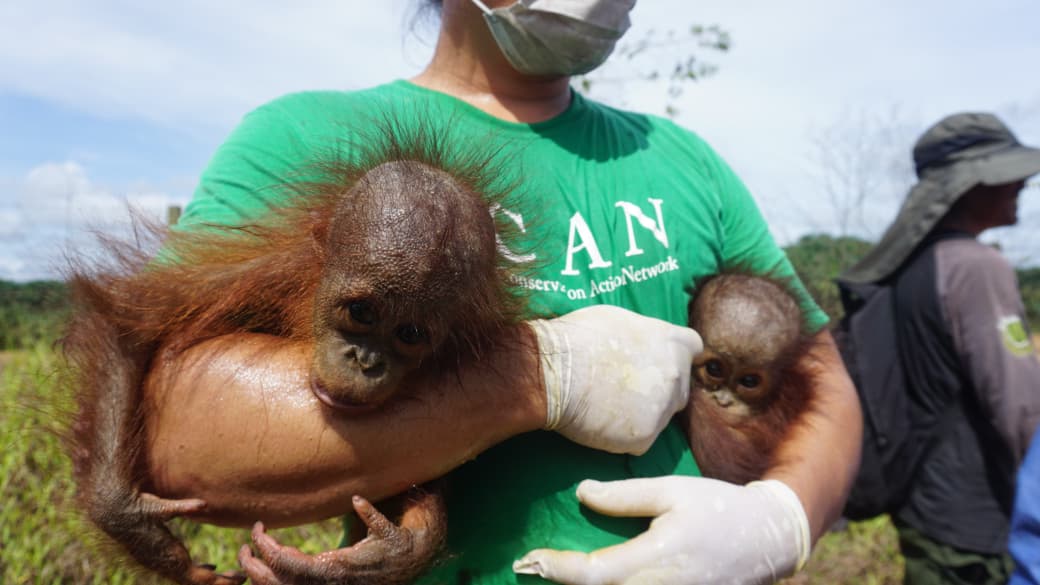 Kisah Penyelamatan Dramatis Induk Orangutan dan Bayi Kembar