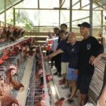 Berdayakan Pemuda Kutai Barat, PT TCM Kembangkan Peternakan Ayam dan Pertanian Terpadu