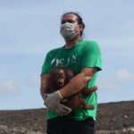 Jejak Penyelamatan Bayi Kembar Orang Utan dan Peran HCV di Tengah Kebun Sawit