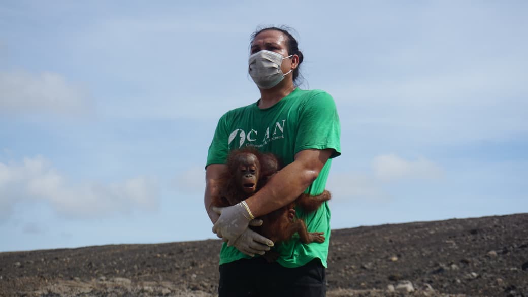 Jejak Penyelamatan Bayi Kembar Orang Utan dan Peran HCV di Tengah Kebun&hellip;