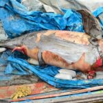 Penyebab Pesut Mahakam “Lion” Mati Masih Diselidiki, Peneliti RASI Uji Sampel Laboratorium