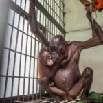 Sempat Kurus Kering, Begini Kondisi Induk Orangutan Viral Saat Dievakuasi di Kaltim