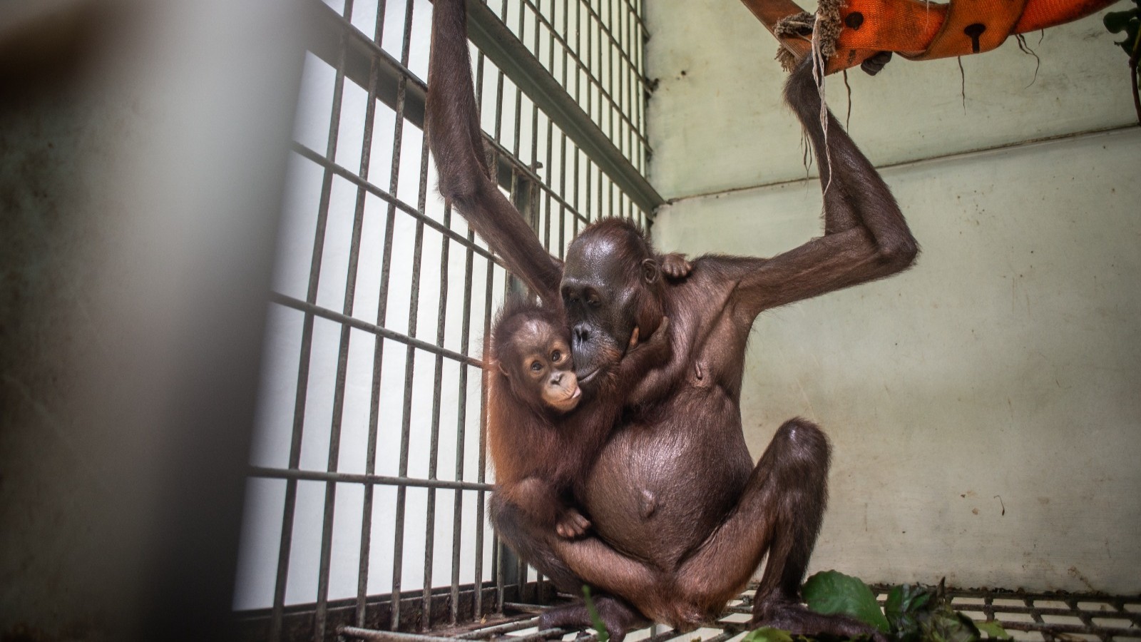 Sempat Kurus Kering, Begini Kondisi Induk Orangutan Viral Saat Dievakuasi di Kaltim