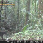Kisah Kucing Merah: Hidup Bak Hantu, Lebih Sering Terekam Kamera Jebak Ketimbang Mata Manusia